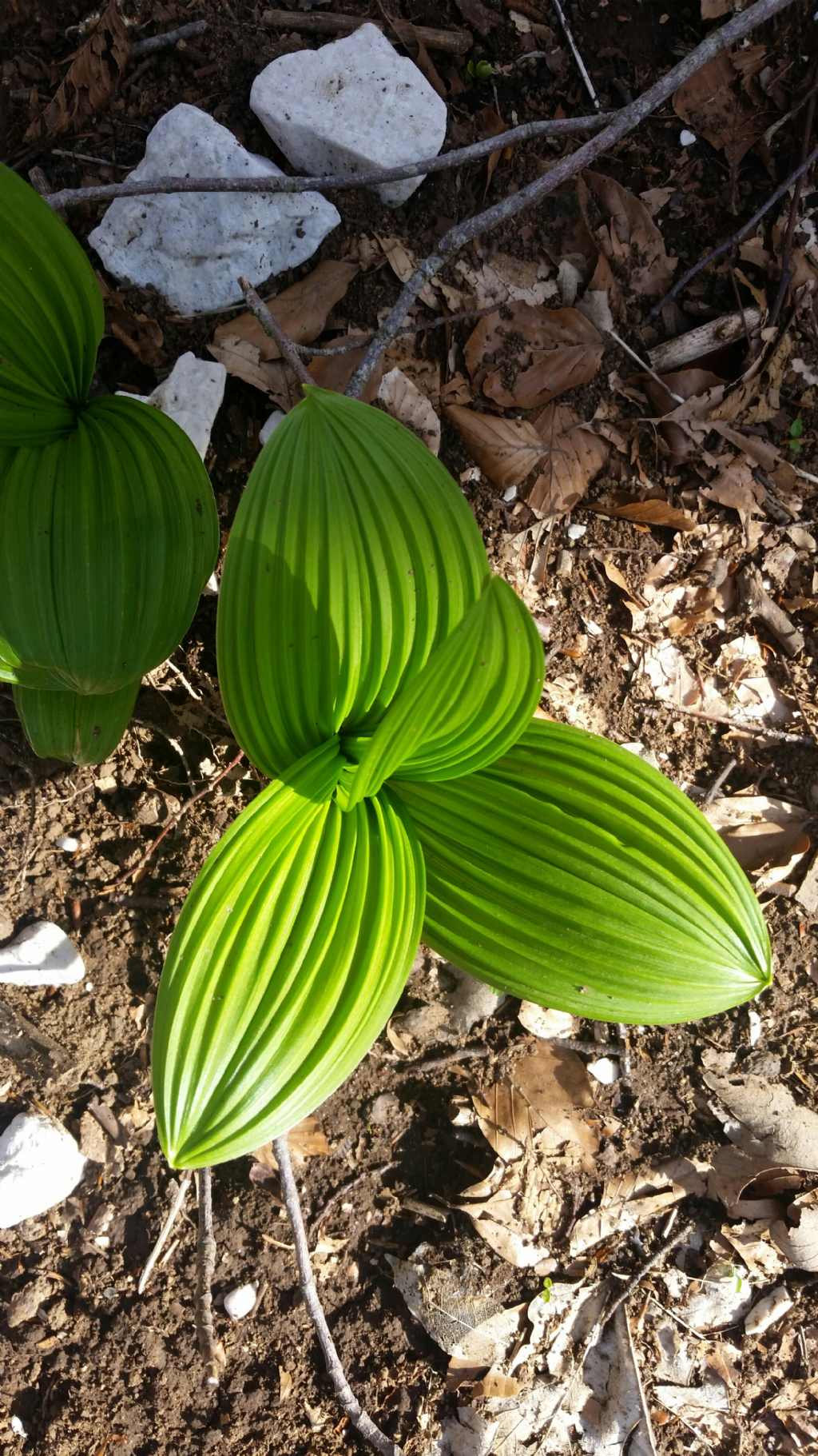 Veratrum nigrum L. (Melanthiaceae)